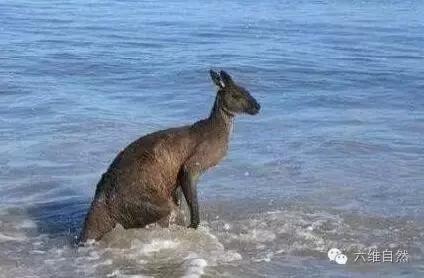 一只袋鼠不知为什么就向大海游去,只剩一片茫然