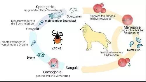 焦虫病死亡周期,焦虫病早期