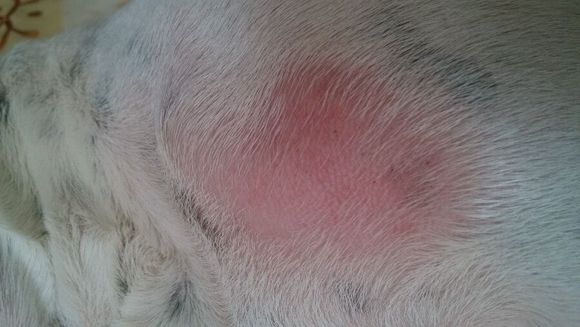 令人苦恼的皮肤病,狗狗皮肤病太闹心