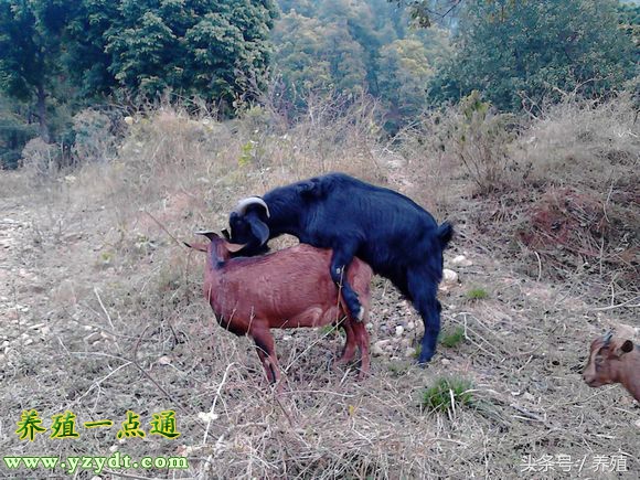 奶山羊产仔技术,山羊产羔以后怎样饲养