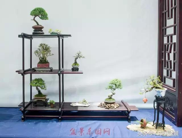 哪些野草适合微型盆景,小品盆景和微型盆景有区别吗