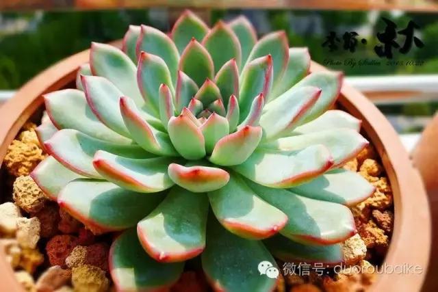 认多肉品种,教你认多肉