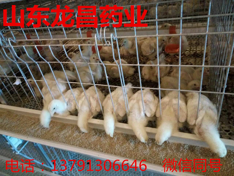 鸭气囊炎的防治方法,气囊炎如何防治