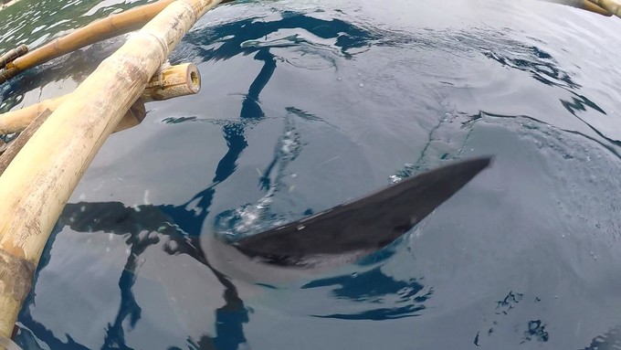 菲律宾潜水游记 (回忆菲律宾潜水的时光)