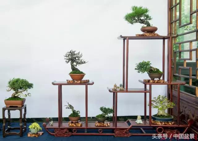 哪些野草适合微型盆景,小品盆景和微型盆景有区别吗