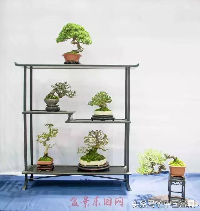 哪些野草适合微型盆景,小品盆景和微型盆景有区别吗