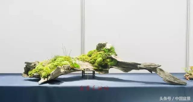 哪些野草适合微型盆景,小品盆景和微型盆景有区别吗