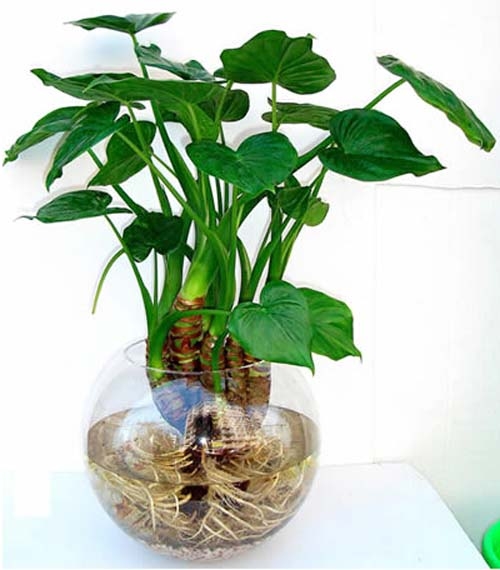 哪些植物有毒家里不能养,不宜室内养的有毒植物