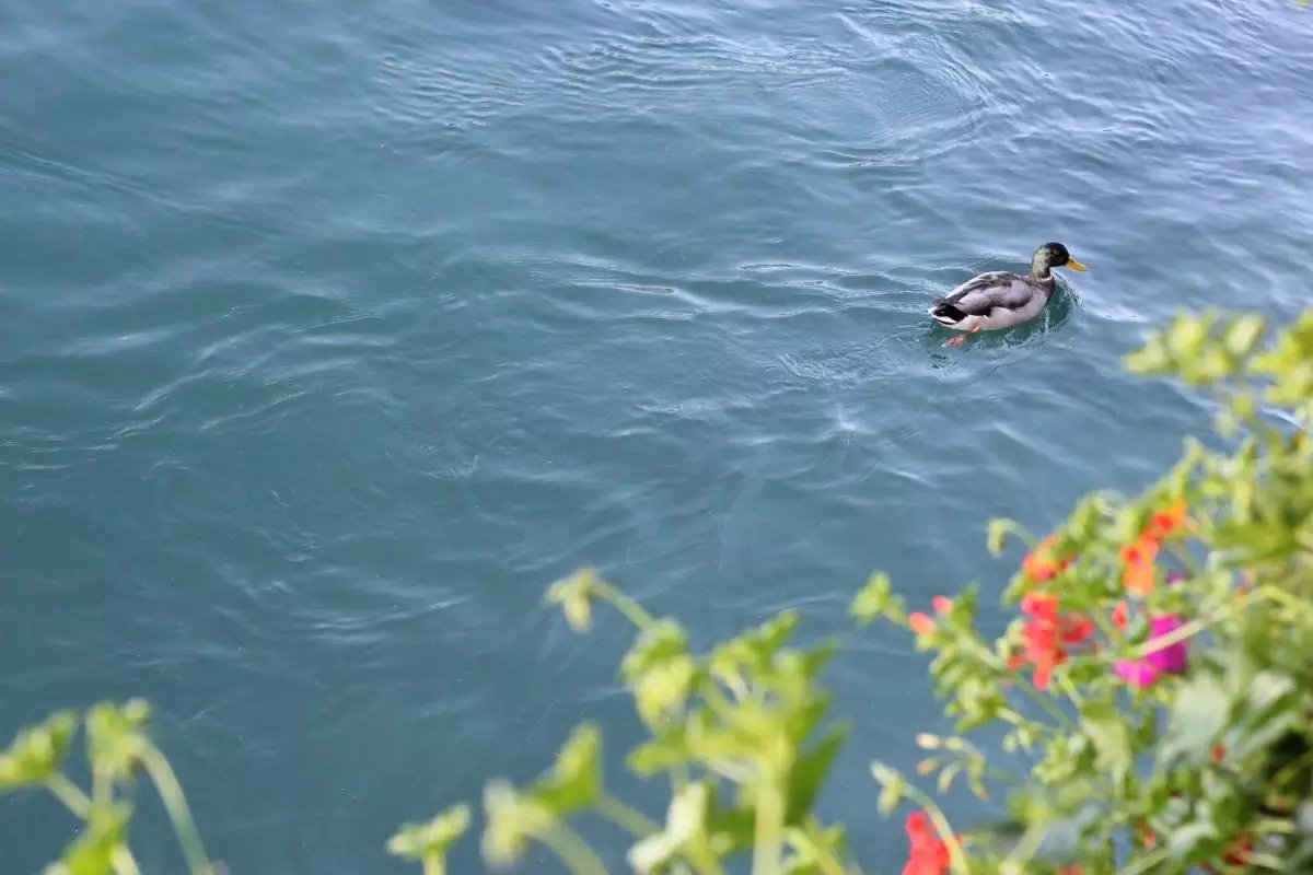 蓝瘦香菇在这里视频,蓝瘦香菇在法国