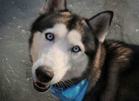 狗狗名字呆萌霸气,狗狗名字不可随便