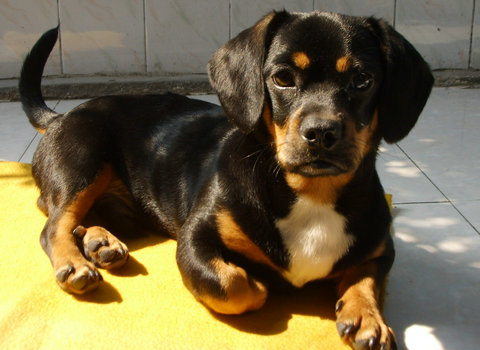 狗狗名字呆萌霸气,狗狗名字不可随便