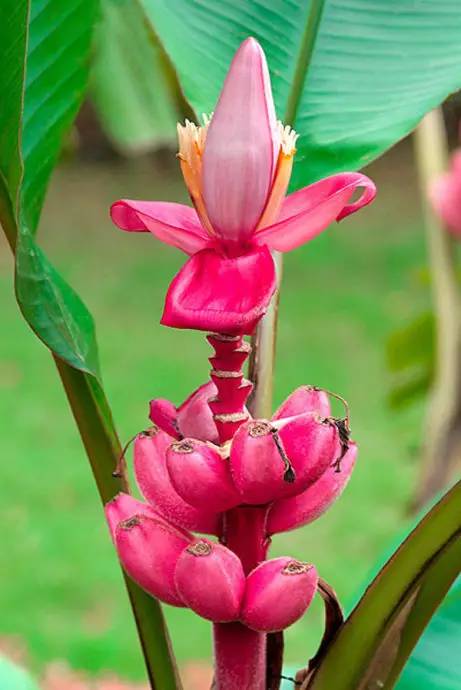 鍗佸ぇ鍦熻豹姘存灉,鍦熻豹鍚冨緱璧风殑鍥涚椤剁骇姘存灉