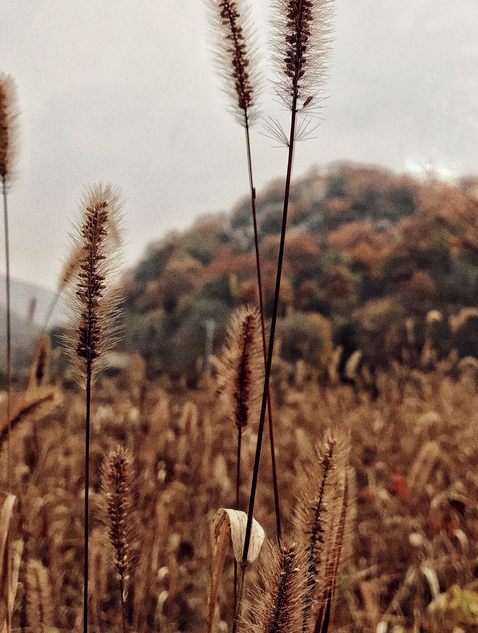 怀柔喇叭沟门南猴顶景区,怀柔喇叭沟门高档民宿