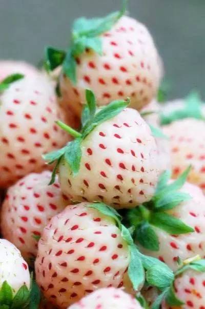 鍗佸ぇ鍦熻豹姘存灉,鍦熻豹鍚冨緱璧风殑鍥涚椤剁骇姘存灉