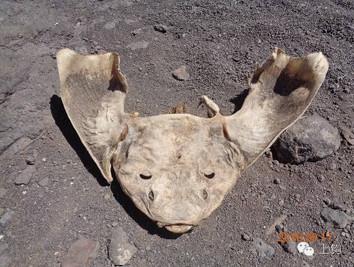 在欧盟境内，看到这鱼，绝对不要起邪念