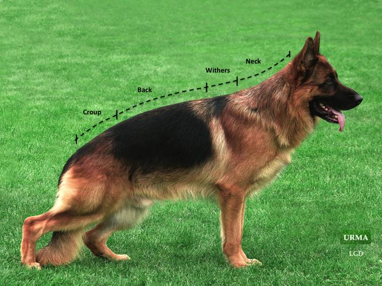 姿势|海关首次境外选犬,为何挑的是它?