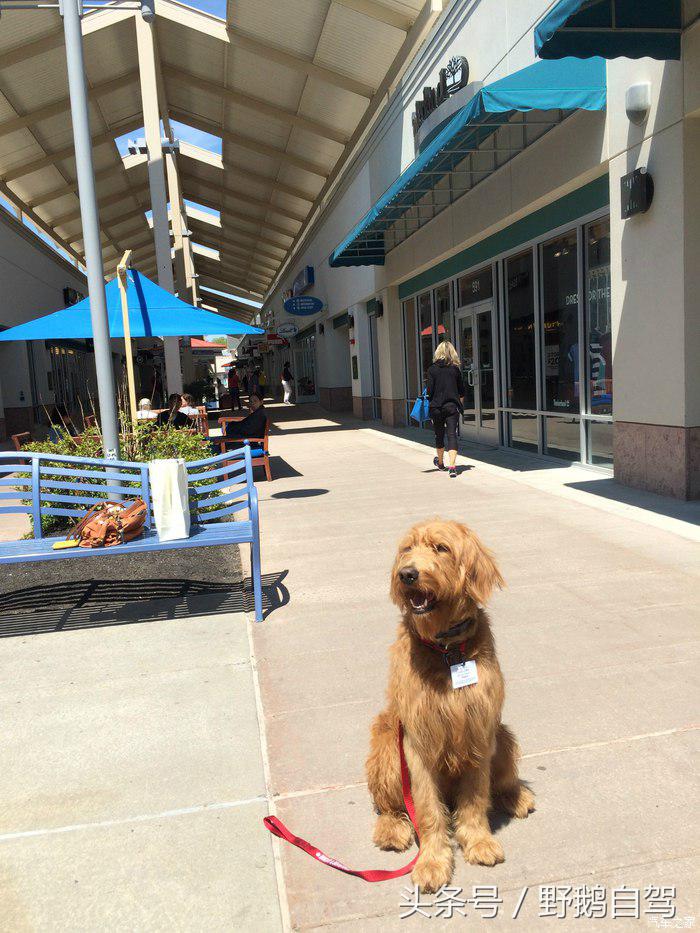 野鹅旅行,野鹅自驾无人区
