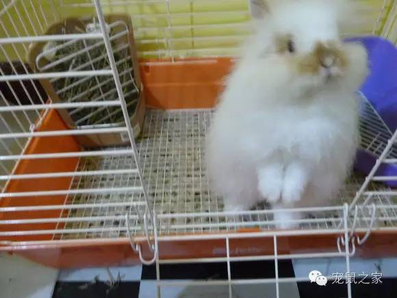 豚鼠各类饲养装备优缺点汇总之上篇