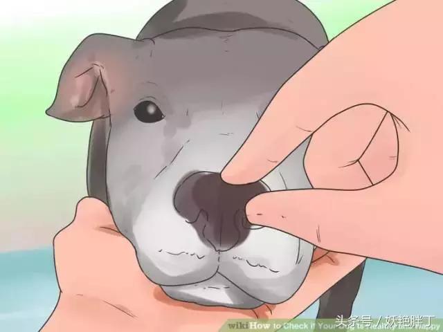 狗狗在家就可以做的体检方法！