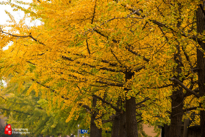 深秋的旅顺太阳沟,大连旅顺太阳沟秋景说说