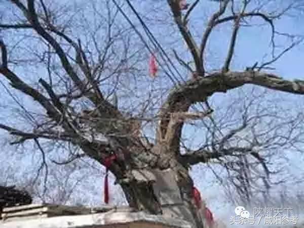 咸阳“十大树王”出炉！你知道几颗关于他的故事？