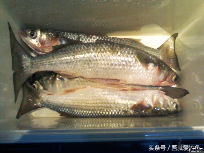 金风送爽桂子飘香鲻鱼肥