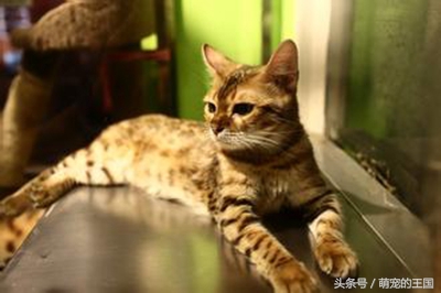 最贵的猫前十名有哪些品种,十种最贵纯种猫