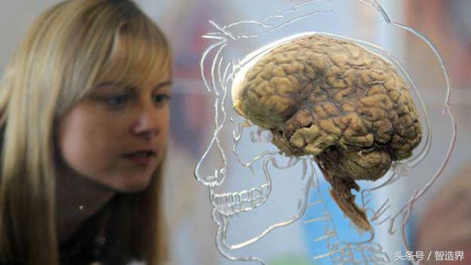 “我们正在体外培育大脑”