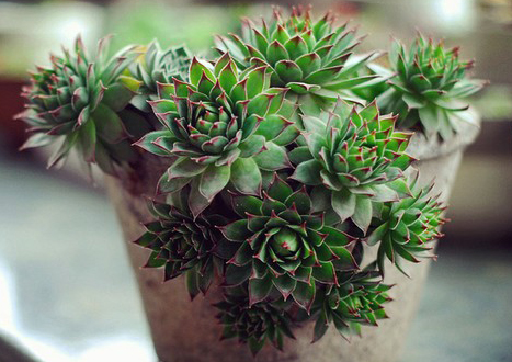 家庭阳台盆养兰花幼苗怎么种植,家庭常见的盆栽花卉养殖方法