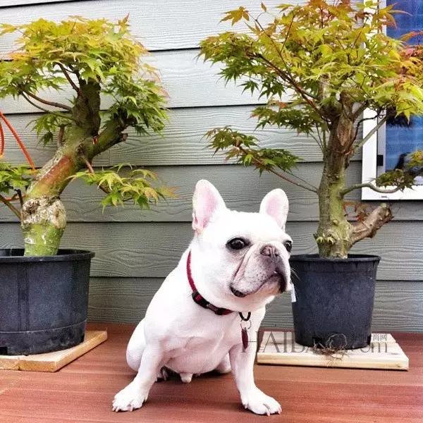 养斗牛犬应该注意什么,斗牛犬怎么养才好