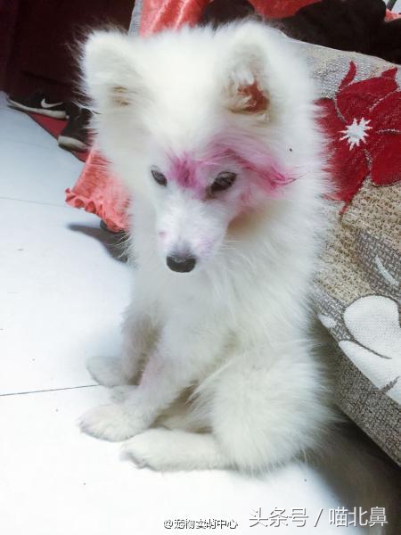 猫奴求助猫猫淘气吃了一点书法印泥会中毒吗？在线等，挺急的。