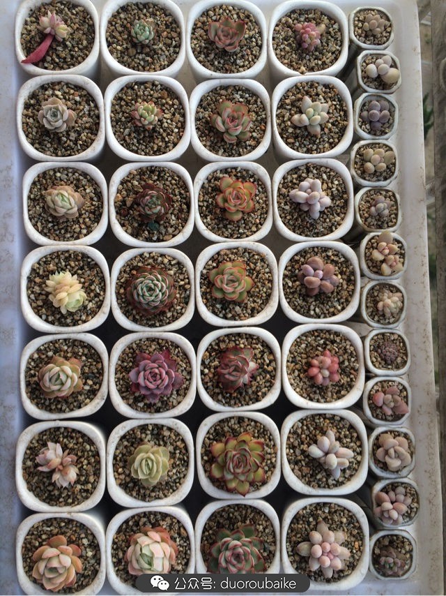 小盆多肉浸盆,小盆养多肉还用陶粒吗