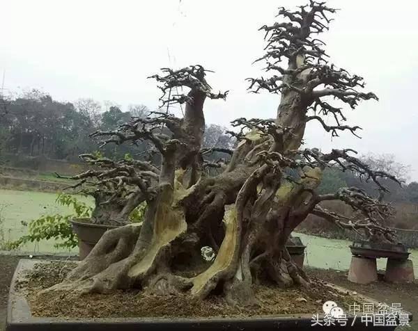 蚊母盆景的养殖方法,盆景中华蚊母的小叶叶片图片