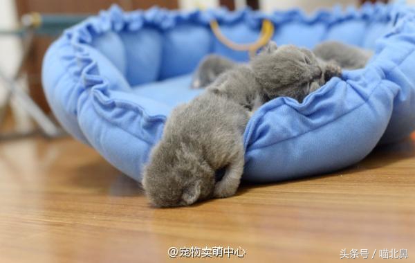 猫奴求助猫猫淘气吃了一点书法印泥会中毒吗？在线等，挺急的。