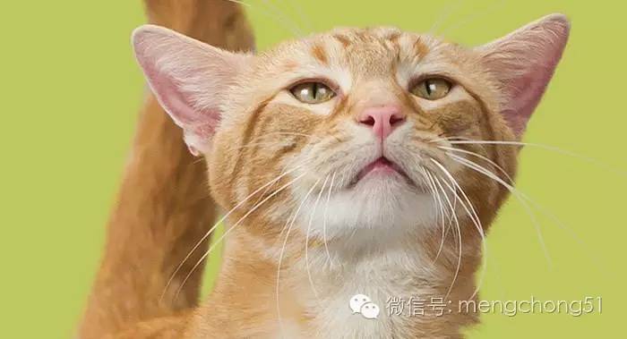 猫咪感染猫瘟怎么解决,猫咪打预防针还会感染猫瘟么