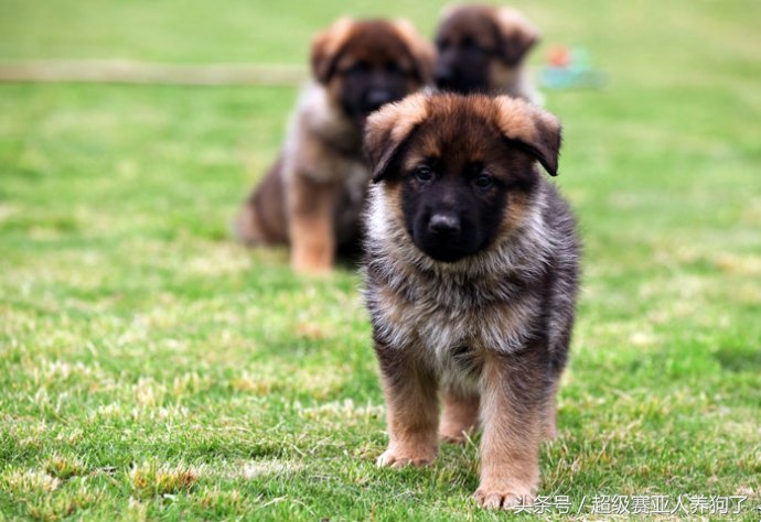 刚生产完的德牧老母狗如何饲养,德牧母狗初次生产幼崽过程