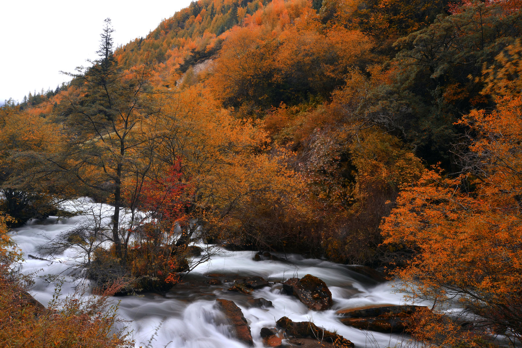 四川雅安宝兴夹金山天气预报,赞美宝兴夹金山红叶