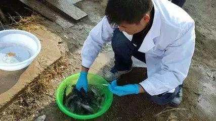 鱼怎样才能放松警惕,如何提高鱼的免疫