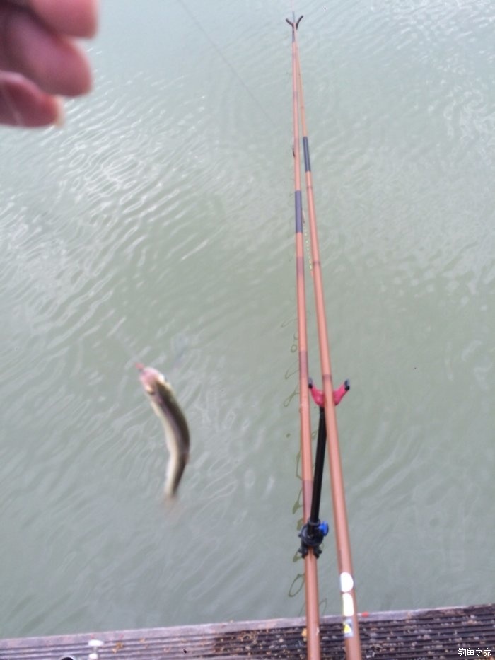 新手，说说几款入门级的鱼竿！