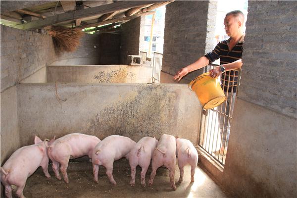 冬季猪咳怎么办，做好诊疗是关键！