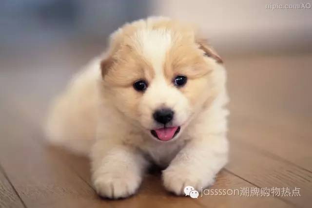 时尚界的动物元素,动物进化论