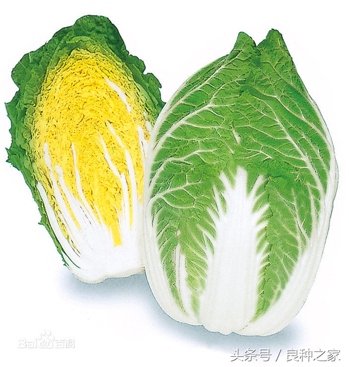 餐桌上常见的本土作物是什么,10种常见的粮食作物