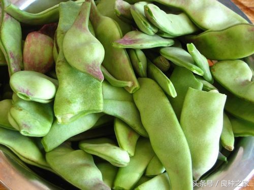 餐桌上常见的本土作物是什么,10种常见的粮食作物