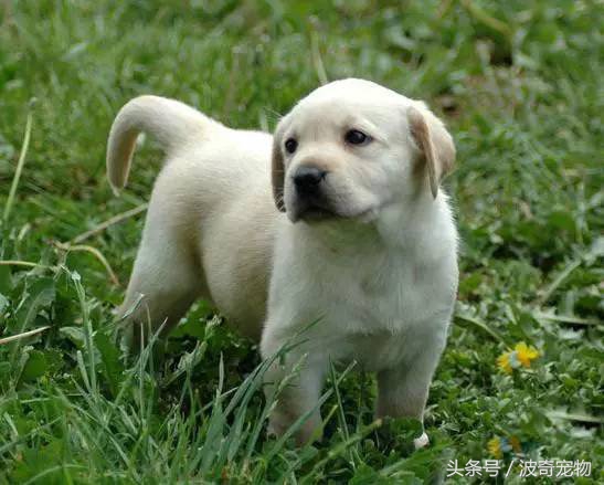 狗狗品种大全带你走进狗狗的世界,狗狗品种大全看看你认识几种