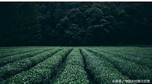 夏日农村风景的句子,夏日炎炎的最佳好句