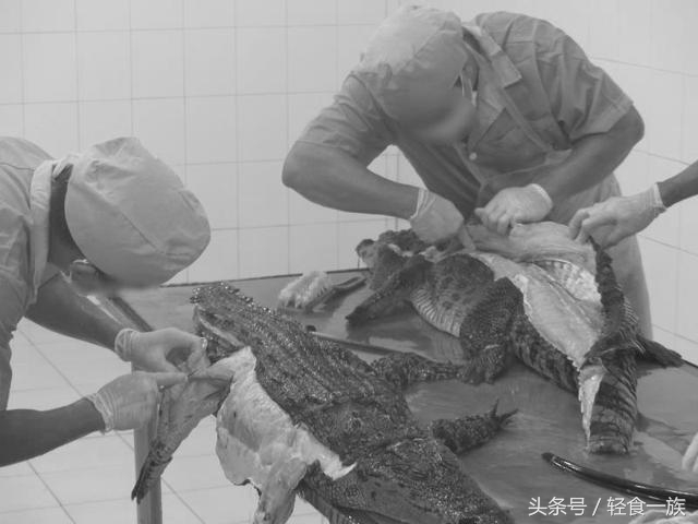 几百块的鳄鱼皮包,天价鳄鱼皮包的背后