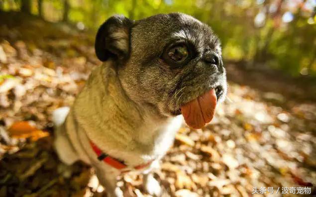 狗狗品种大全带你走进狗狗的世界,狗狗品种大全看看你认识几种