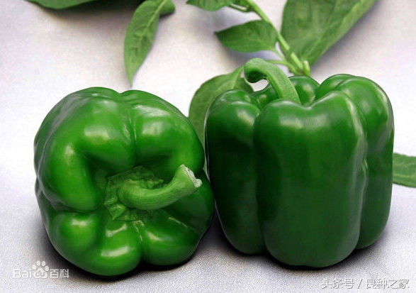 餐桌上常见的本土作物是什么,10种常见的粮食作物