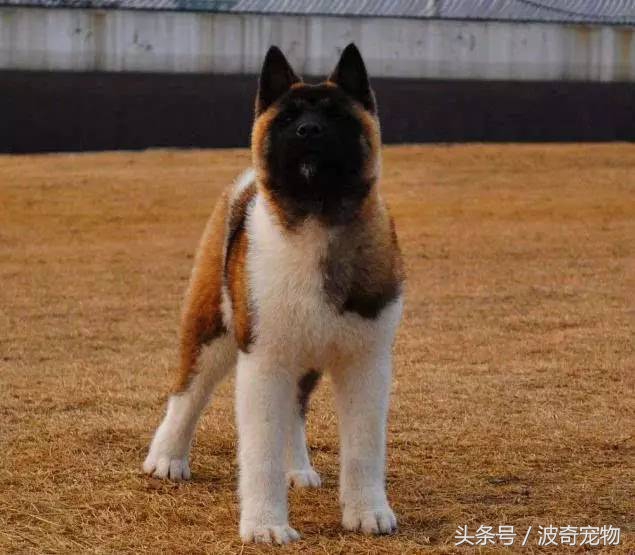 狗狗品种大全图片及简介,狗狗的所有类型品种大全介绍