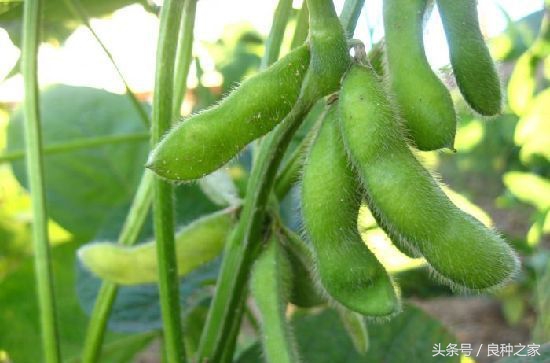 餐桌上常见的本土作物是什么,10种常见的粮食作物